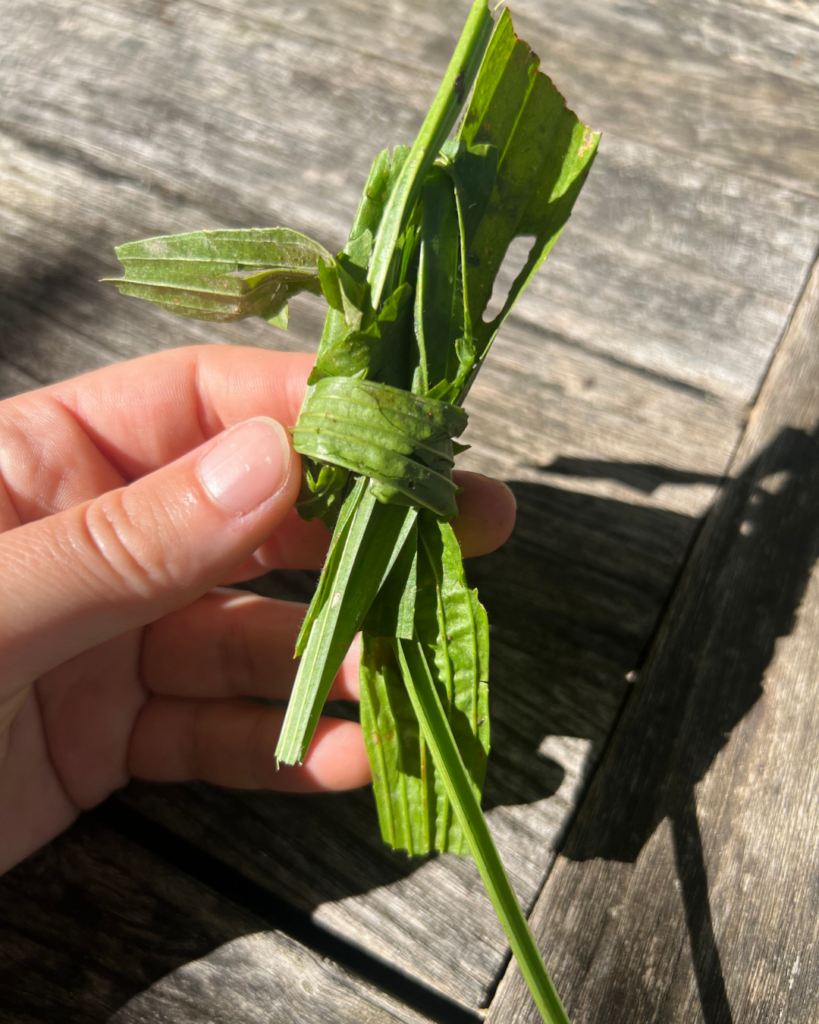Spitzwegerich in der Hand zu einem Knoten gefaltet