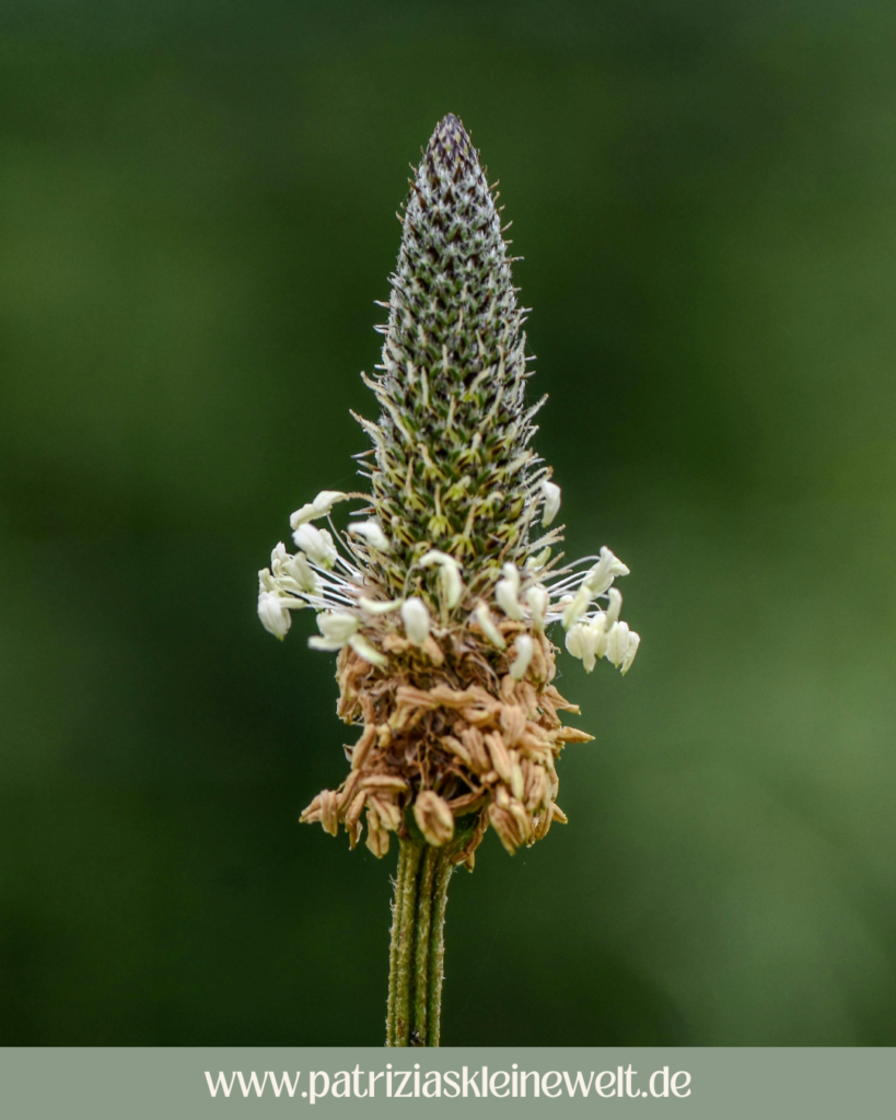 Spitzwegerich Blüte